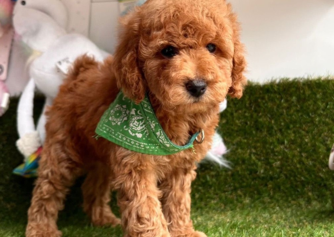 Safkan Toy Poodle Bebekler